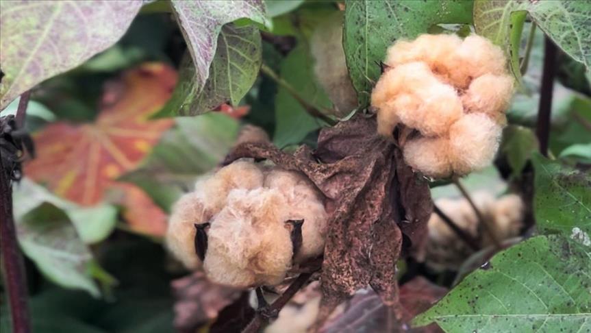 Altınyıldız Classics Kendinden Renkli İlk Pamuğu Hasat Etti