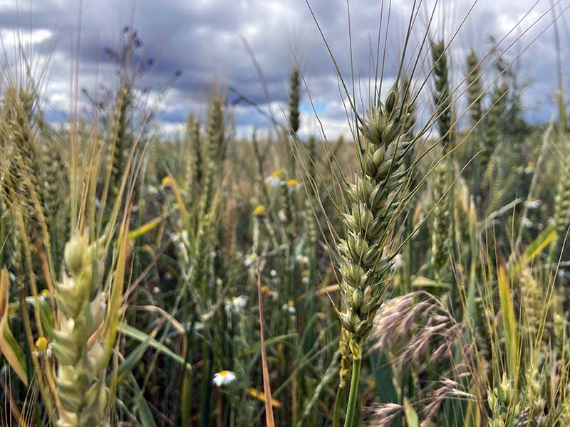 TMO 2023 Hububat Alım Fiyatlarını Açıkladı