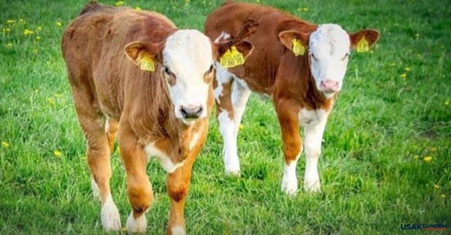 Buzağı Desteği Yattı Mı?