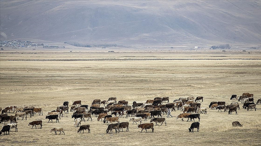 Türkiye’nin Büyük ve Küçükbaş Hayvan Sayısı AB Ülkelerini Geçti