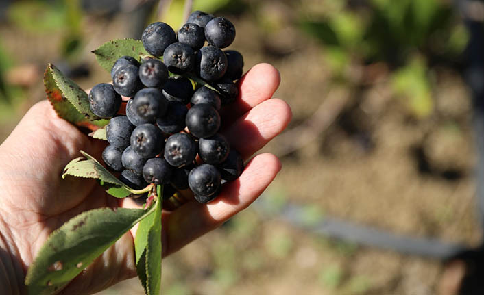Mor Aronya 400 bin tonluk üretim hedefliyor