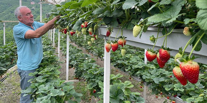 Giresun’da çilek üretimi fındıktan sonra gelir kaynağı haline geldi