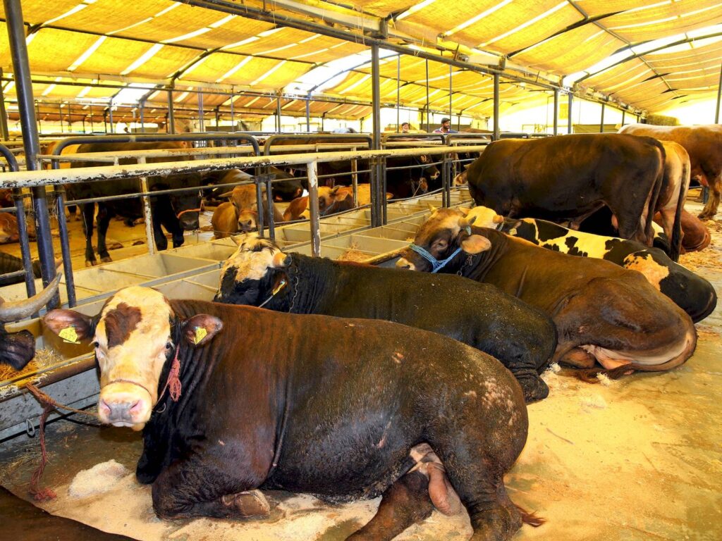 2023 Kurbanlık Fiyatları