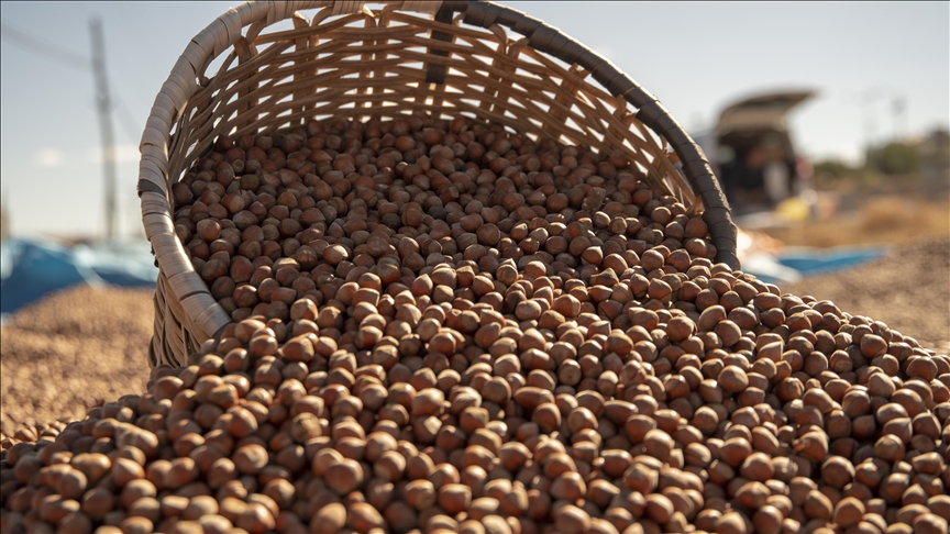Giresun’da fındık hasat tarihleri belirlendi