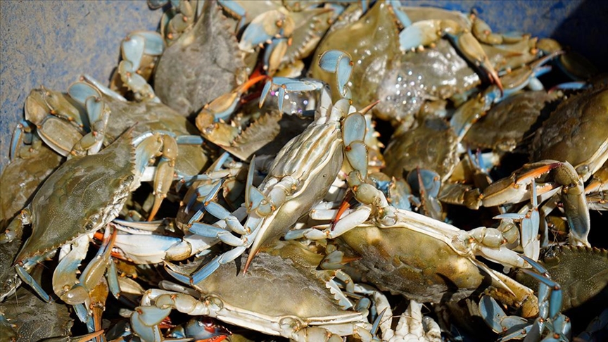 İç piyasada ilgi giderek artıyor