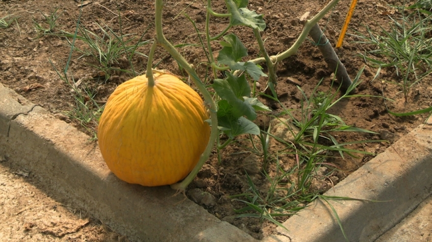 Karadeniz Ereğli Belediyesi Ata Tohumu kapsamında yerel tarım projesine devam ediyor