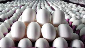 Migros, Ordu’da kafessiz yumurta üssü oluşturdu