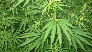 Türkiye’de ilk. Kenevir Sanayileştiriliyor. İlk Tesis Kuruldu