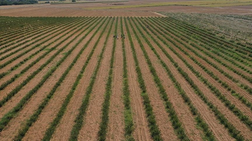 Çiftçi Kayıt Sistemi’nde Değişikliğe Gidildi. 3 milyon hektarı kapsıyor