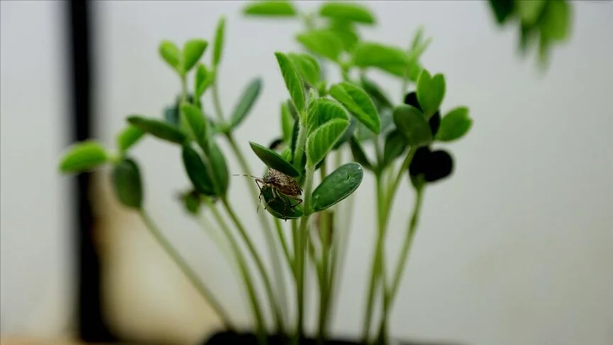 Laboratuvarda üretilen samuray arısı, kahverengi kokarca ile mücadele için doğaya salınacak