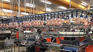 Tavuk etine ihracat sınırlaması getirildi