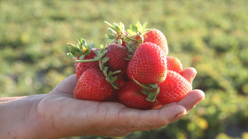 Hüyük çileği AB’den coğrafi işaret tescili aldı