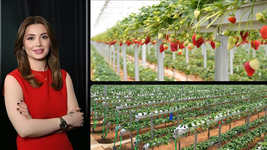 Paladyum Tarım, topraksız tarımla Avrupa pazarına ihracatını artırıyor