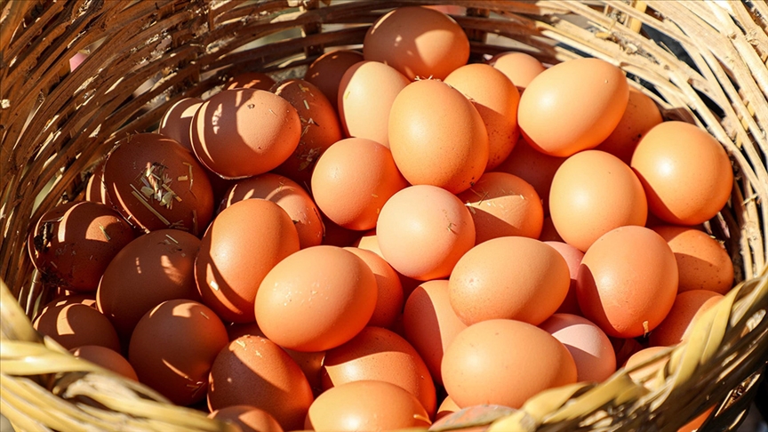 Ordu’da yılda 45 milyon yumurta üretiliyor