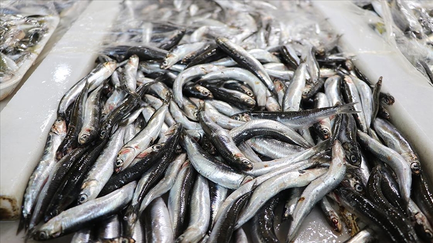 Türkiye’nin 10 aylık hamsi ihracatı 12,3 milyon doları aştı