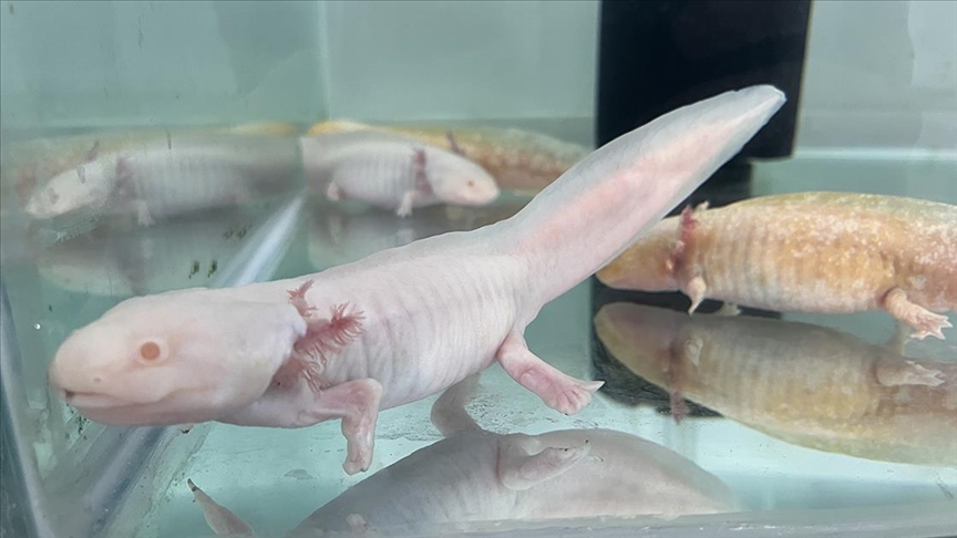 Aksolotl uzuv kaybıyla ilgili bilimsel çalışmalar için laboratuvarda çoğaltılıyor