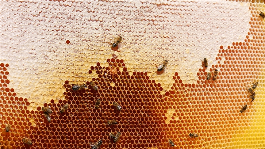 Doğu Karadeniz’den 12 ülkeye 436 ton bal ihracatı