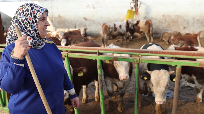 Bir inekle başladı, çiftliğindeki hayvan sayısını 780’e çıkarttı