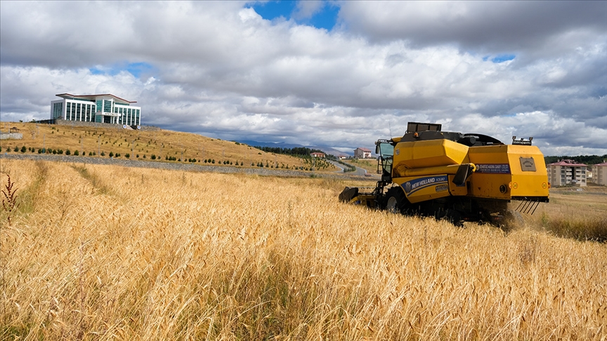 Ardahan Üniversitesi 13 bin yıllık ata tohumu kavılca buğdayını yeniden yeşertti