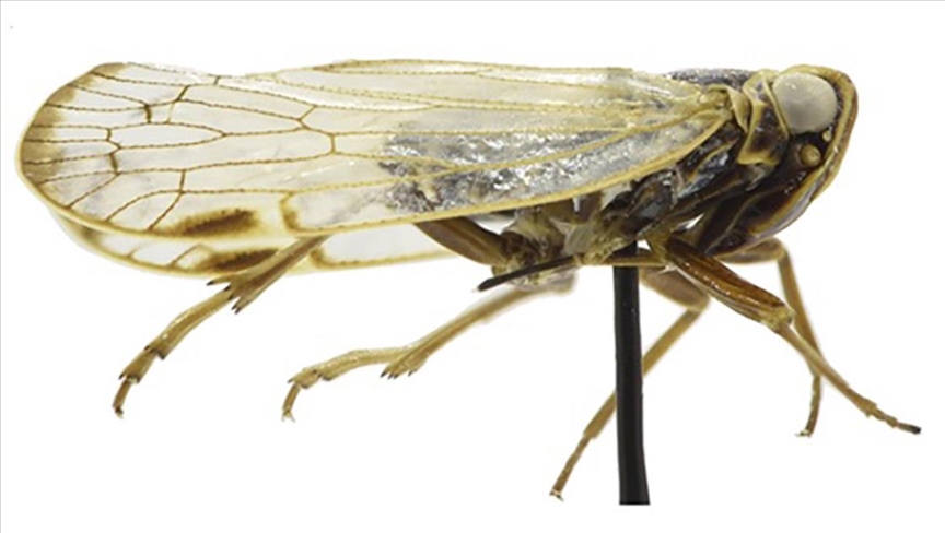 Kırşehir’de yeni böcek türü bulundu