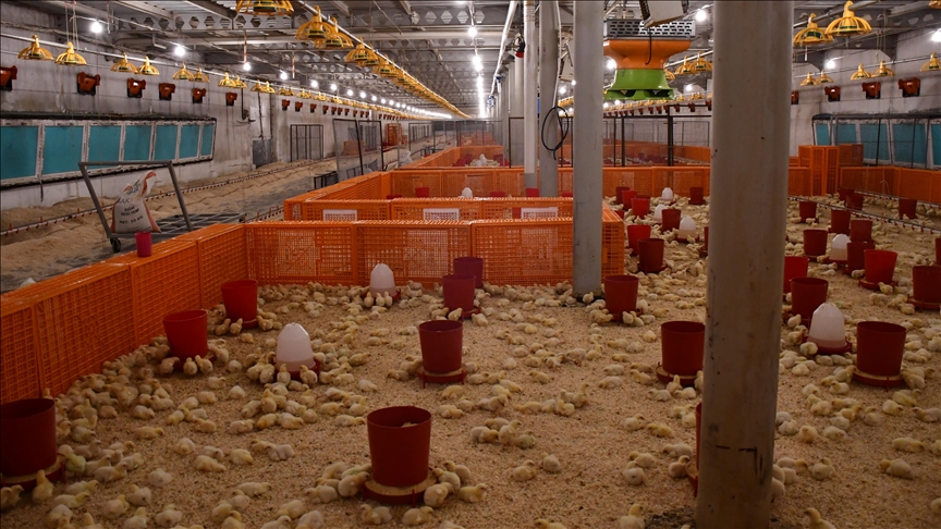 Bilecikli girişimci, devlet desteğiyle tavuk yetiştiriciliği yaptığı alanı büyüttü