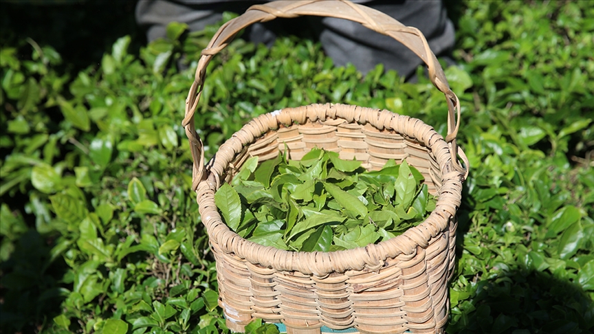 ÇAYKUR’da yarından itibaren randevulu yaş çay alım sistemine geçilecek