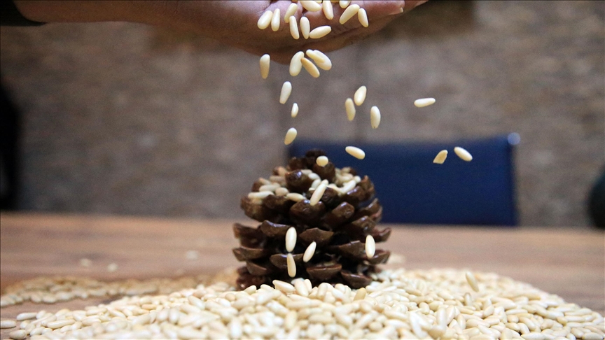 Aydın çam fıstığına AB’den coğrafi işaret tescili