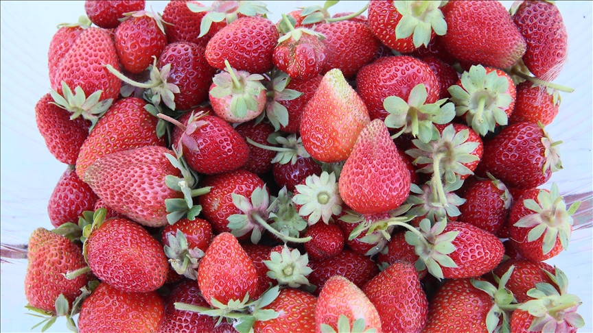 Kayısıya alternatif olarak çilek üreten kadın siparişlere yetişemiyor