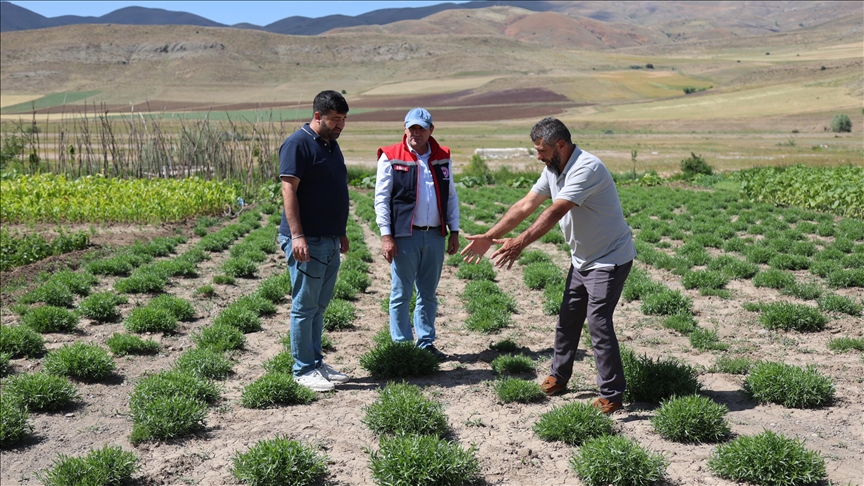 ABD merkezli baharat firması temsilcileri, Bayburt’ta tarhun ekim alanlarını inceledi