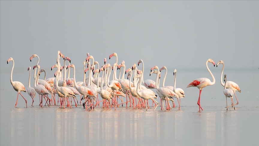 Akyatan Lagünü flamingolarla renklendi