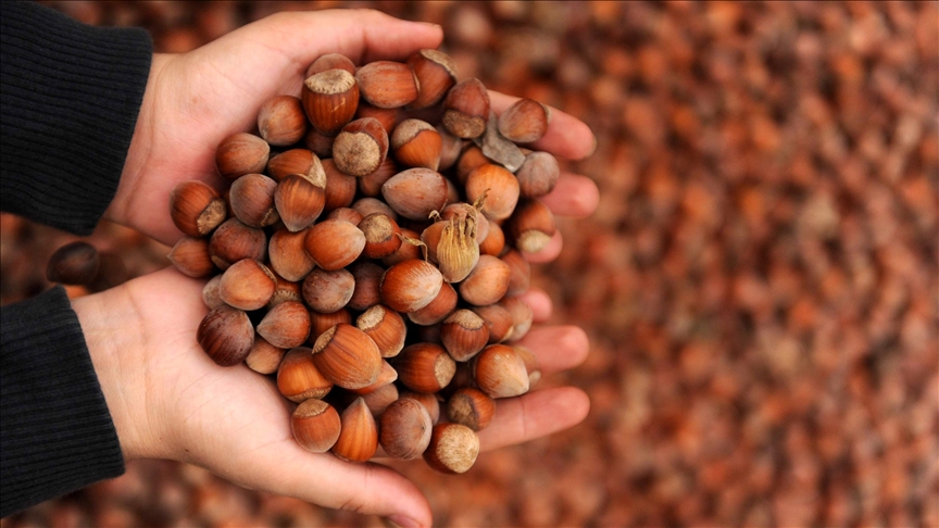 Kabuklu fındık alım fiyatlarını belirledi
