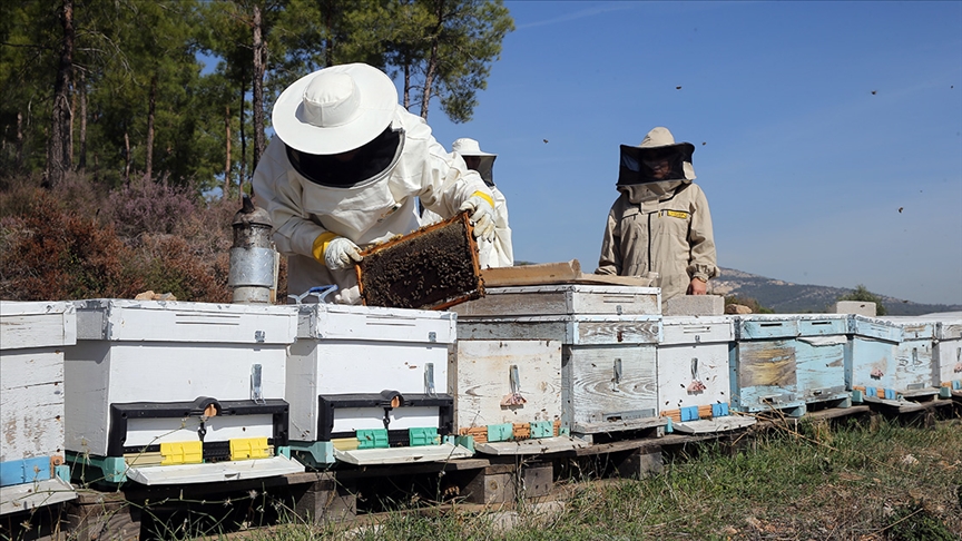 Arıcılara mesleki standart geliyor