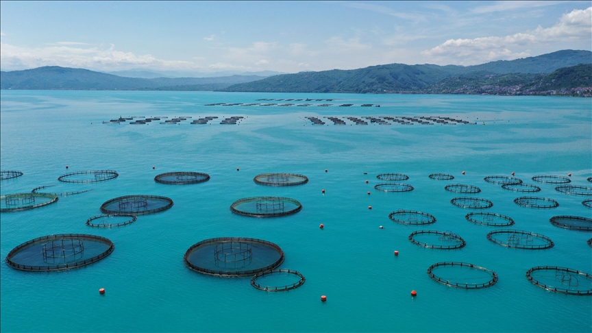 Ordu’da kafes balıkçılığı tesislerinde 2025’te 6 bin ton üretim gerçekleşti