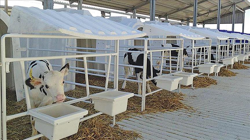 Karmod Polonya’ya buzağı kulübeleri ihraç etti