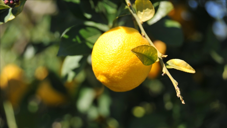 Limonda gümrük vergisi yeniden düzenlendi