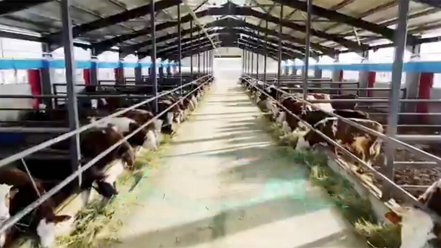 Kastamonu 784 milyon Liralık yatırımla hayvancılığın merkezi oluyor